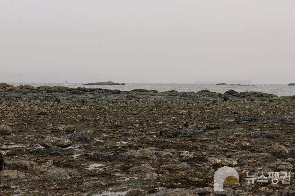 물이 빠진 간조 시간대의 하늬해변 전경. 해조류가 있는 바닥을 밟고가면 더 가까이에서 점박이물범을 관찰할 수 있지만 매우 미끄러우므로 넘어지지 않게 조심해야 한다. (사진 조은비 기자)/뉴스펭귄