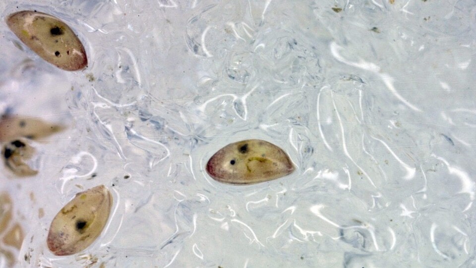 따개비 유충은 얼음에 달라붙어서도 생존한다. (사진 Jesus Pineda, Woods Hole Oceanographic Institution)/뉴스펭귄 