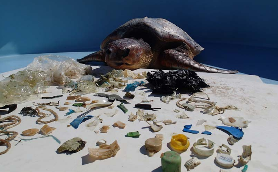 2015년 동아프리카 레위니옹섬에 사는 붉은바다거북에서 나온 플라스틱 쓰레기 181조각. (사진 WWF 공식홈페이지)/뉴스펭귄