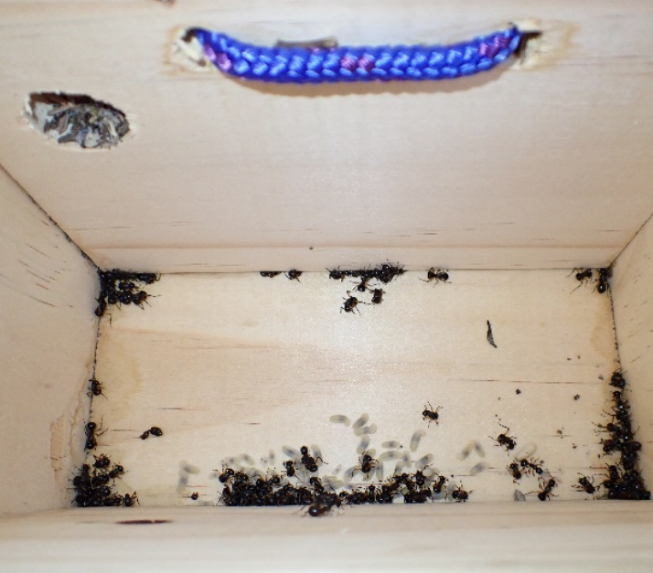 단체로 죽은척하는 개미들. (사진 호주동물학저널 AJZ)/뉴스펭귄