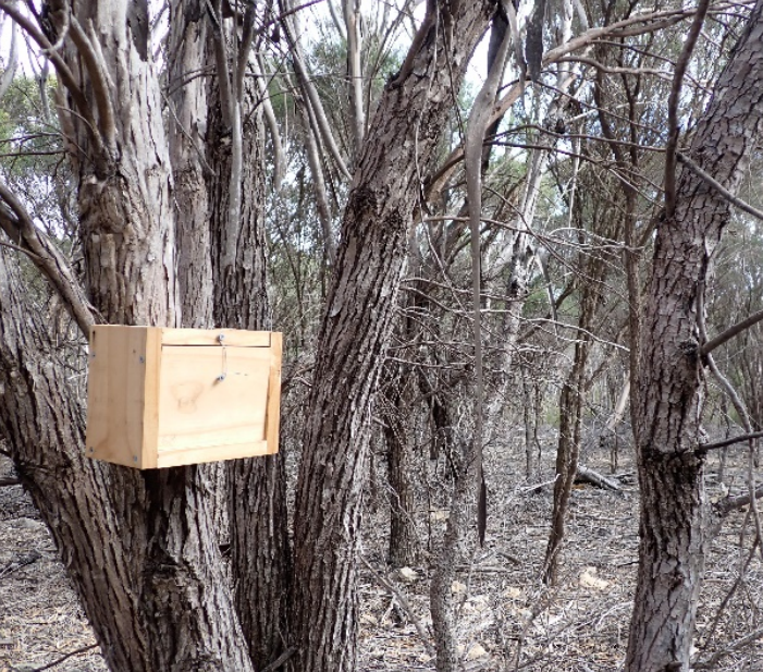 토착나무에 설치한 피그미주머니쥐 인공둥지. (사진 호주동물학저널 AJZ)/뉴스펭귄