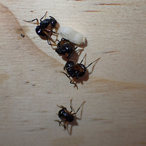 단체로 죽은 척하는 개미들. (사진 사우스오스트레일리아대학교 트위터)/뉴스펭귄