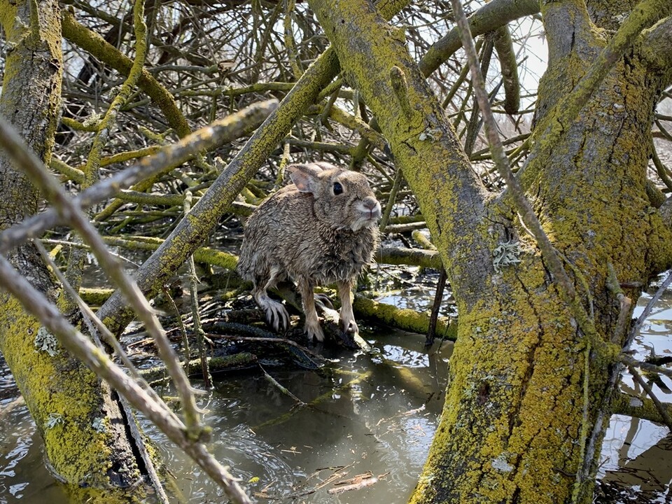 홍수 피해로 인해 나무 위에 고립된 강가덤불토끼. (사진 flickr, USFWS Pacific Southwest Region)/뉴스펭귄