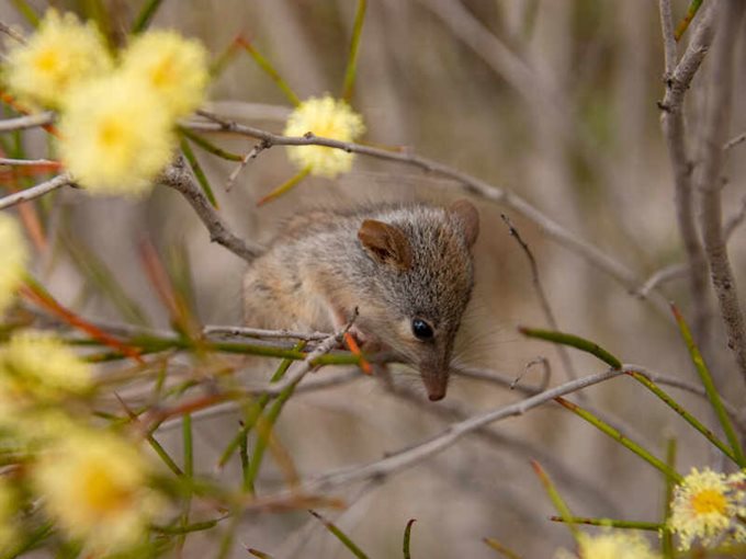 꿀주머니쥐도 꽃가루를 운반하는 동물 중 하나다. (사진 Bush Heritage 공식 홈페이지)/뉴스펭귄