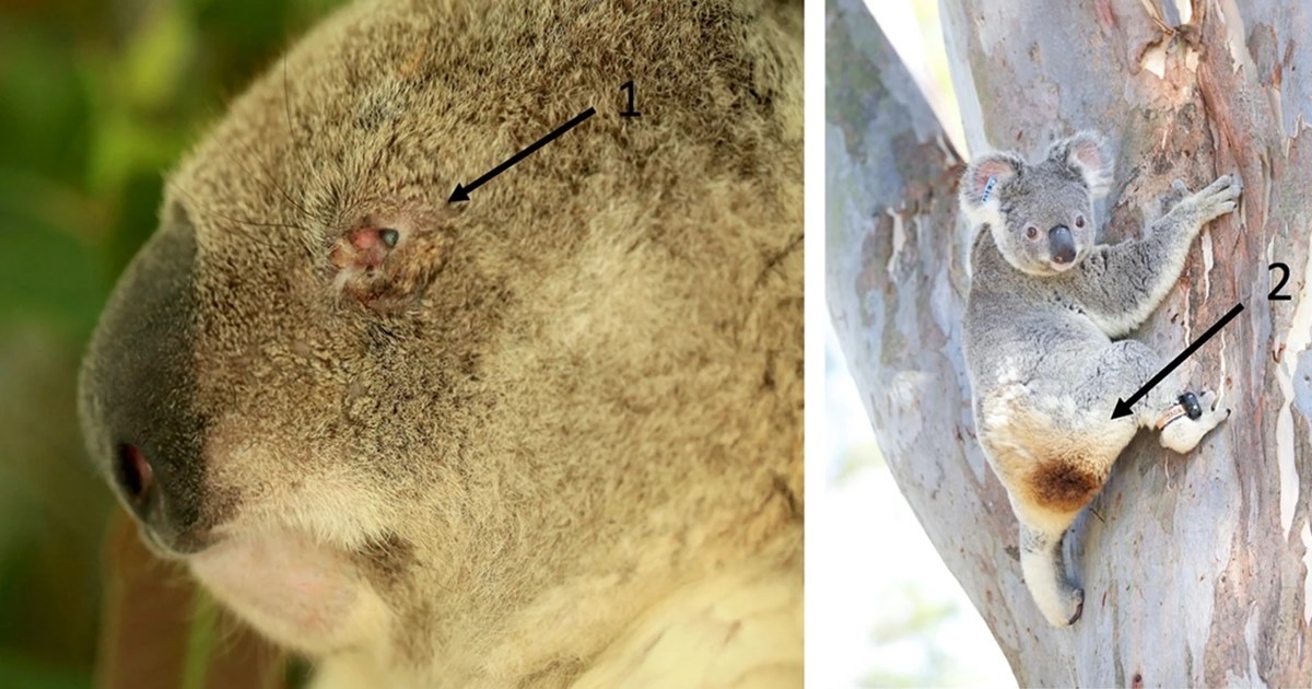 클라미디아는 사람과 가축도 감염되는 질병이다. 사진 속 코알라는 클라미디아로 인해 ①결막염과 ②방광염을 앓고 있다. (사진 Infection with koala retrovirus subgroup B (KoRV-B), but not KoRV-A, is associated with chlamydial disease in free-ranging koalas (Phascolarctos cinereus) 논문)/뉴스펭귄