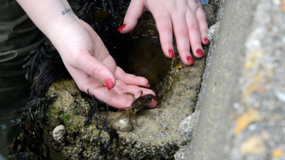 인공 락풀에서 갑각류의 서식도 확인되고 있다. (사진 Bournemouth University 공식 홈페이지)/뉴스펭귄