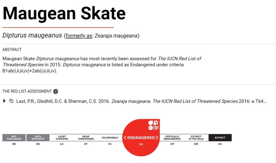 모지언스케이트는 가오리 최초로 '절멸'할 위기에 놓였다. (사진 IUCN)/뉴스펭귄