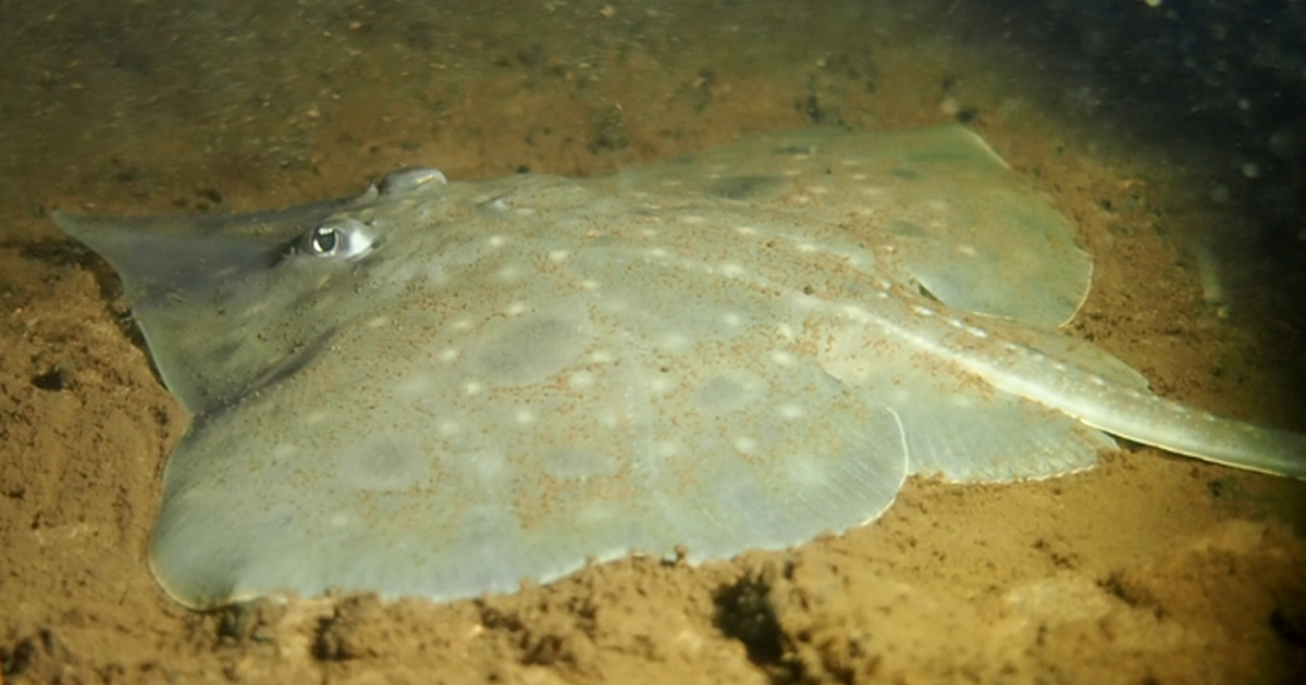멸종위기에 처한 모지언스케이트. (사진 해양남극연구소 Jane Ruckert)/뉴스펭귄