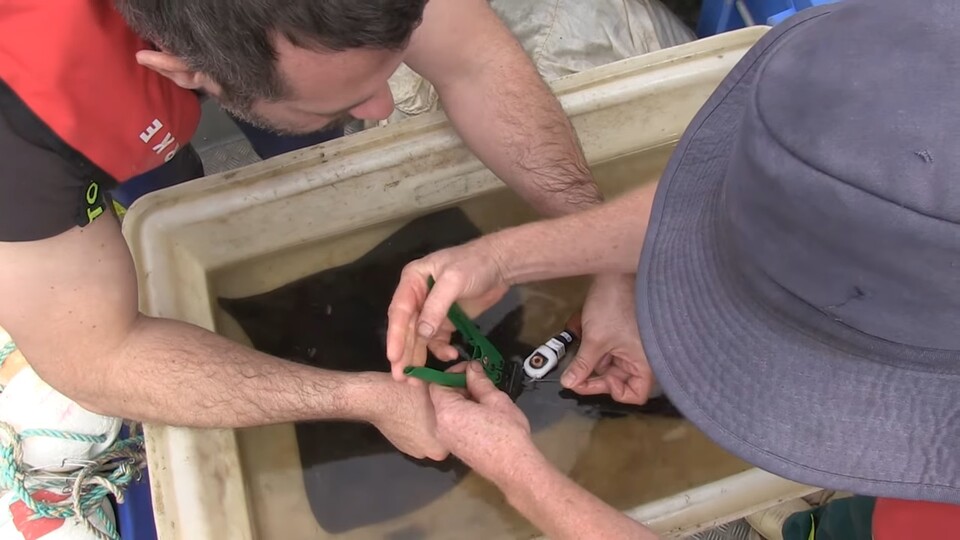 인식표를 부착 중인 모지언스케이트. (사진 해양남극연구소(IMAS) 영상 캡처)/뉴스펭귄