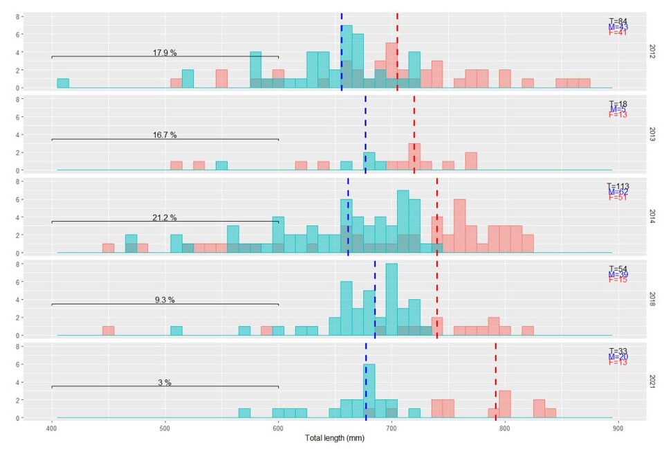 연도 별로 포획된 모지언스케이트의 크기를 비교한 그래프로, 푸른색은 수컷이며 붉은색은 암컷을 나타낸다. 각 도표에 표기된 점선이 평균 크기를 나타내며, 수컷은 연도에 따른 큰 편차가 없지만 암컷은 아성체의 감소로 평균 크기가 증가하고 있다. (사진 해양남극연구소 Macquarie Harbour Maugean skate population status and monitoring 보고서)/뉴스펭귄