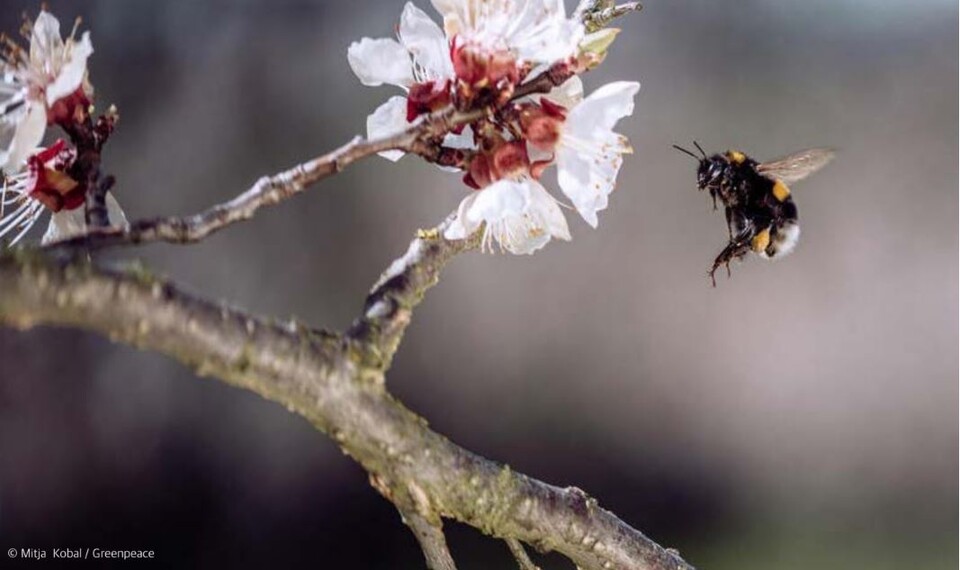 꿀벌과 꽃사진. (사진 그린피스)/뉴스펭귄