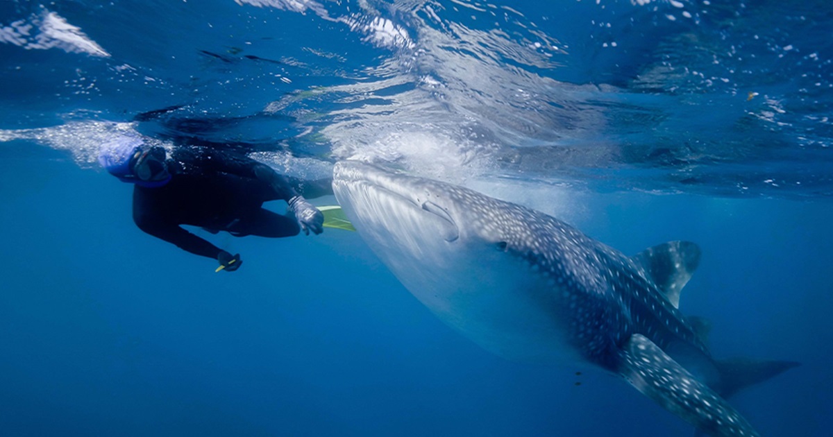 고래상어 입 주변부의 요각류를 채취하는 연구진. 일부 고래상어는 이를 공생관계라고 여기고 있다. (사진 The University of Western Australia)/뉴스펭귄
