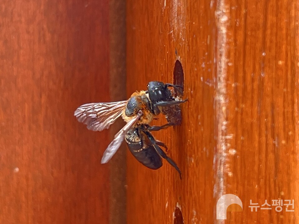 송진을 물고 있는 왕가위벌. 서울교육대학교 테니스장 어닝 기둥 구멍에 산란방을 만들고 있다. (사진 서울교육대학교 과학교육과 신동훈 교수)/뉴스펭귄