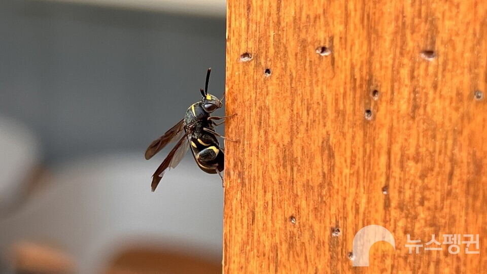 서울교육대학교 테니스장 어닝 기둥 구멍에 마련된 왕가위벌의 산란방을 찾아온 밑들이벌. (사진 서울교육대학교 과학교육과 신동훈 교수)/뉴스펭귄