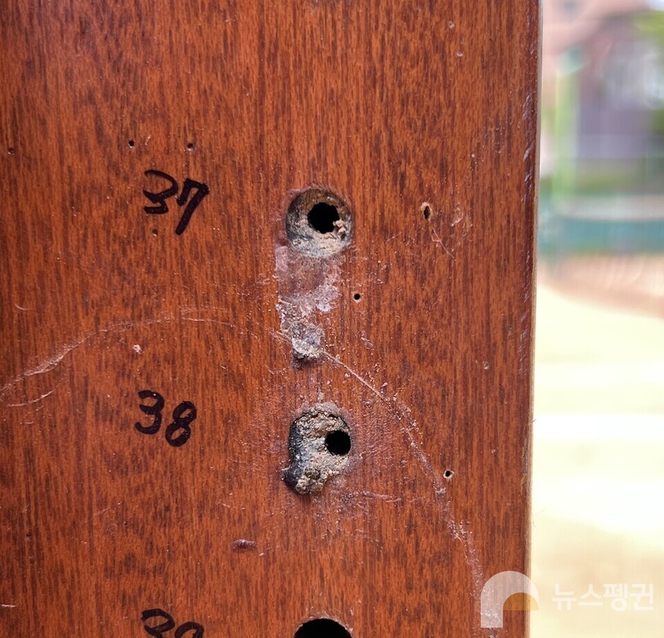 밑들이벌이 나온 구멍들. 송진으로 막혀있던 산란방 입구에 구멍이 났다.  (사진 서울교육대학교 과학교육과 신동훈 교수)/뉴스펭귄