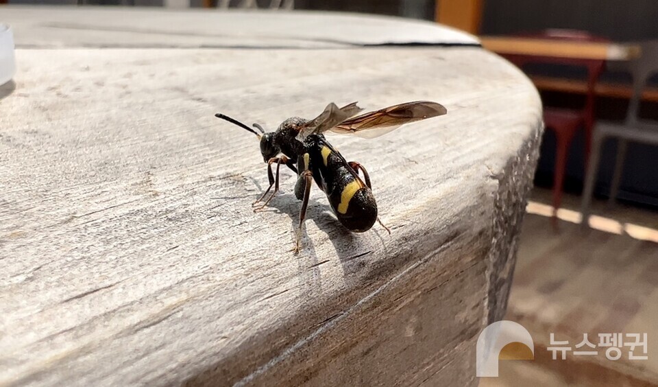 구멍에서 나와 날개를 말리고 있는 밑들이벌. 신동훈 교수는 "날개를 말리고, 몸을 데워서 날아갔다"고 설명했다. (사진 서울교육대학교 과학교육과 신동훈 교수)/뉴스펭귄
