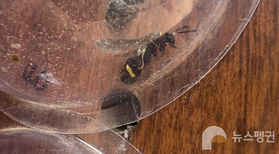 산란방에서 어떤 벌이 나올지 관찰하기 위해 기둥에 부착해둔 투명반구 안에서 발견된 밑들이벌. (사진 서울교육대학교 과학교육과 신동훈 교수)/뉴스펭귄