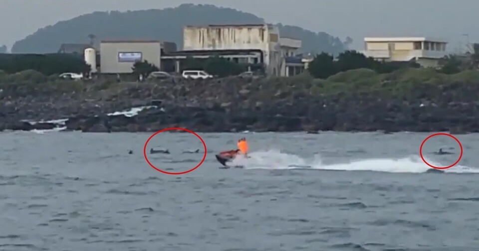이동하는 남방큰돌고래 무리에 바짝 붙은 제트스키. (사진 서귀포해양경찰서 제공)/뉴스펭귄