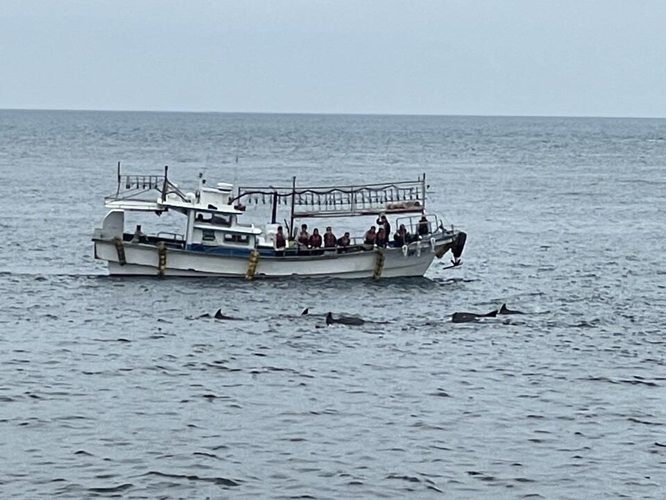 2023년 5월 21일 오전 서귀포시 대정읍 앞바다에서 남방큰돌고래 무리에 바짝 붙어 운항 중인 어선. (사진 핫핑크돌핀스)/뉴스펭귄