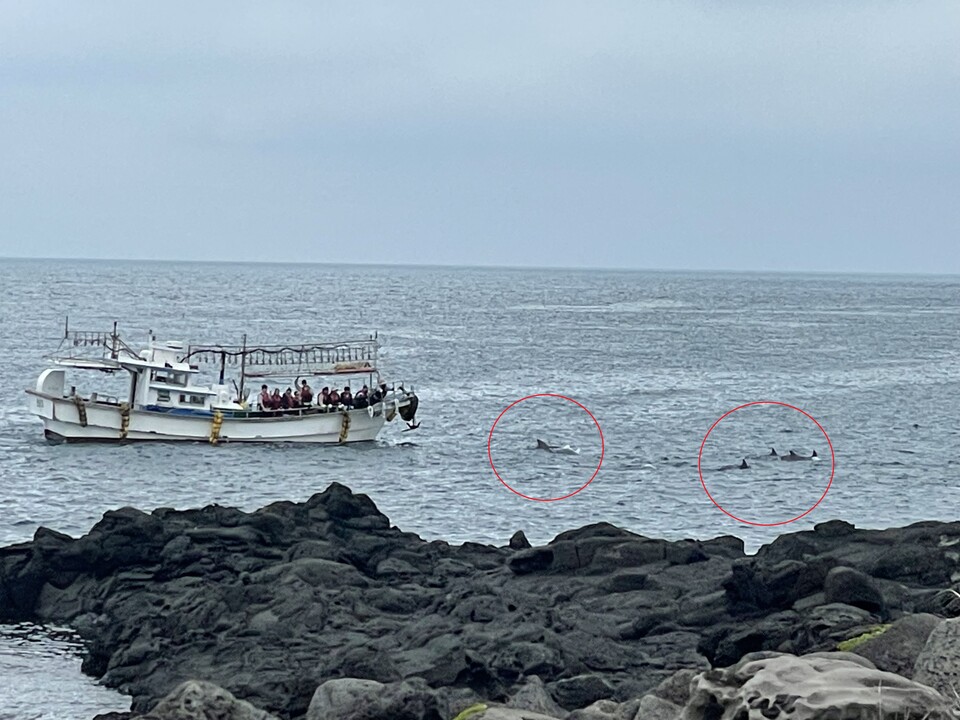 2023년 5월 21일 오전 서귀포시 대정읍 앞바다에서 남방큰돌고래 무리에 바짝 붙어 운항 중인 어선. (사진 핫핑크돌핀스)/뉴스펭귄