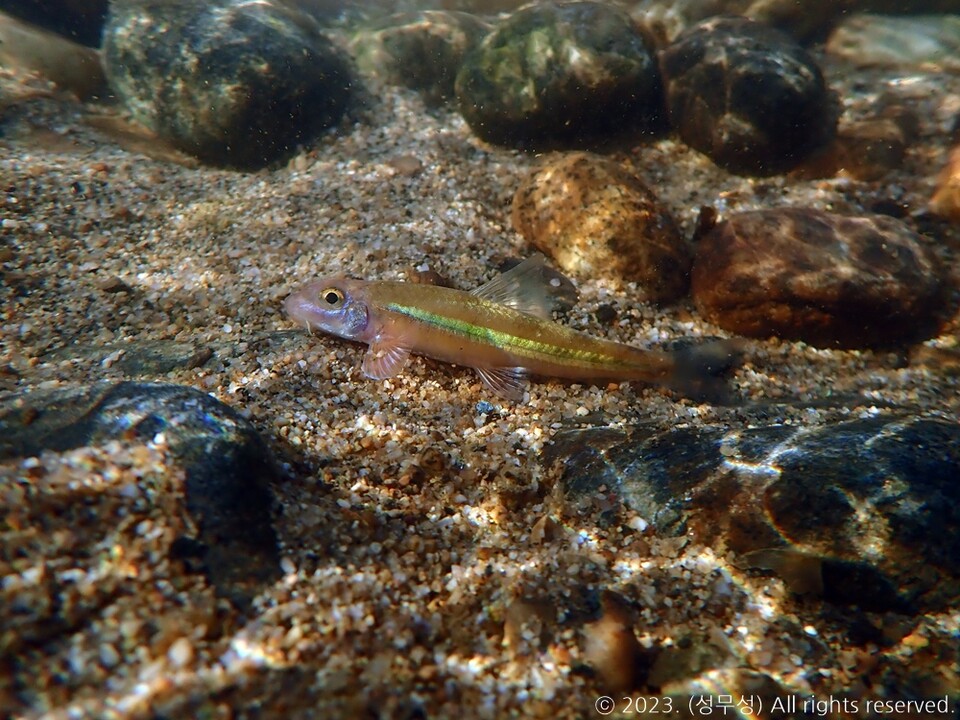 여울마자. (사진 성무성 물들이연구소 크리에이터, 그래픽 한국민물고기보존협회 김기은 연구원)/뉴스펭귄