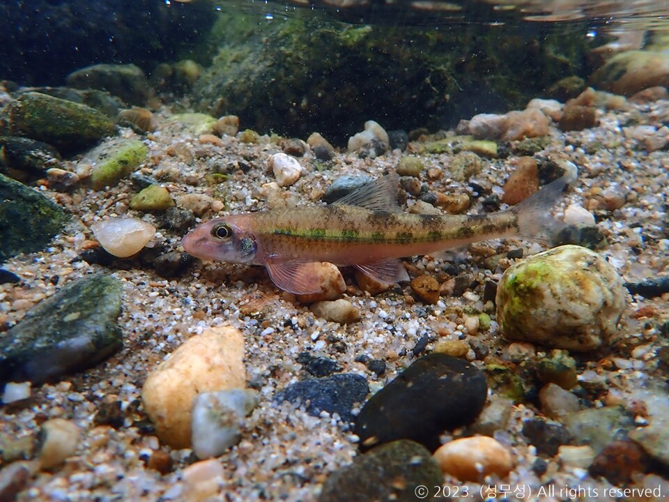 여울마자. (사진 성무성 물들이연구소 크리에이터, 그래픽 한국민물고기보존협회 김기은 연구원)/뉴스펭귄