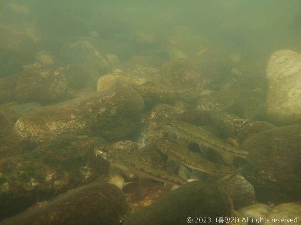 왼쪽부터 부착조류를 섭취하는 돌마자 1마리, 여울마자 2마리. (사진 '멸종위기어류 여울마자 Microphysogobio rapidus (Cyprinidae)의 보전생물학적 연구(홍양기, 2014)', 국립중앙과학관 홍양기 박사)/뉴스펭귄