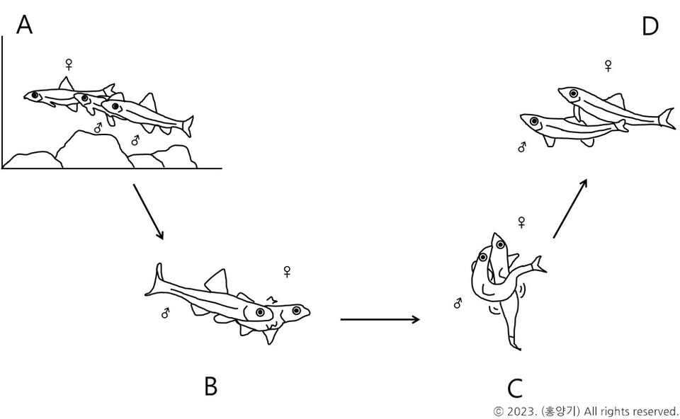 수조 내에서 관찰된 여울마자의 산란 과정을 표현한 그림. 암컷이 먼저 솟구치고, 수컷이 암컷의 복부를 감싸 안는다. (사진 여울마자 보전생물학적 연구(홍양기, 2014), 국립중앙과학관 홍양기 박사)/뉴스펭귄