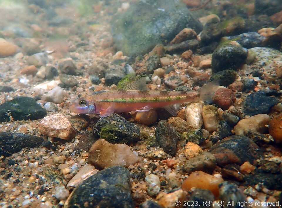 과거 낙동강 전역에서 분포했던 여울마자. 지금은 남강 수계 일부 구간에만 남아있다. (사진 성무성 물들이연구소 크리에이터, 그래픽 한국민물고기보존협회 김기은 연구원)/뉴스펭귄