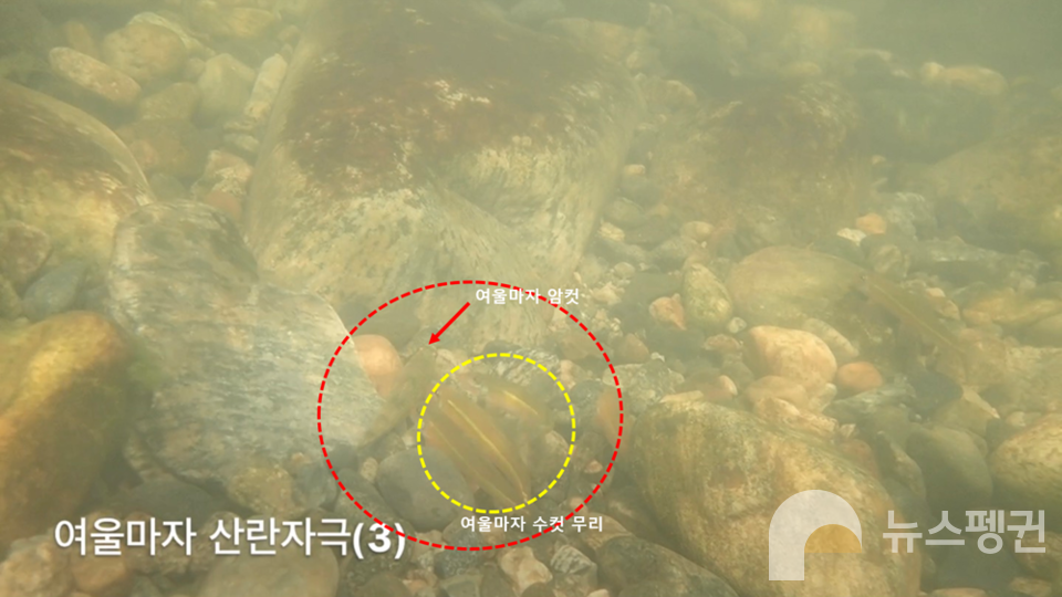 여울마자 수컷 무리가 여울마자 암컷의 산란을 자극하는 행동이 국립생태원 멸종위기종복원센터 어류‧양서파충류팀의 수중 모니터링에서 관찰됐다. (사진 국립생태원 멸종위기종복원센터 어류‧양서파충류팀 강동원 선임연구원)/뉴스펭귄