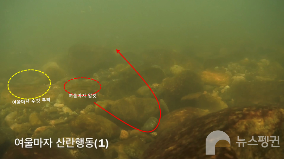 여울마자 암컷과 수컷 무리가 빨간색 화살표 방향으로 함께 이동하면서 산란을 하는 듯한 행동을 보였다. 빨간색 화살표가 휘어지는 부근의 돌 아래로 같이 들어갔다가 나오는 것이 확인됐다. (사진 국립생태원 멸종위기종복원센터 어류‧양서파충류팀 강동원 선임연구원)/뉴스펭귄