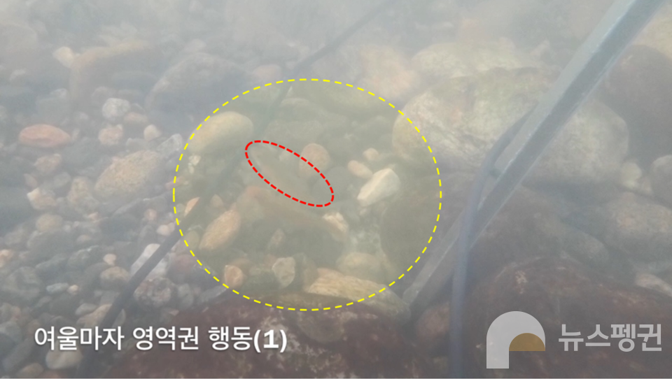 빨간색 원 안에 있는 수컷 여울마자가 산란장 근처에 머무는 듯한 행동을 보였다. 이때 가까이 다가온 다른 어류를 밀어내는 행동이 관찰됐다. 알을 지키기 위한 행동이었는지는 아직 확인되지 않았으며, 추가 연구가 필요한 상황이다. (사진 국립생태원 멸종위기종복원센터 어류‧양서파충류팀 강동원 선임연구원)/뉴스펭귄