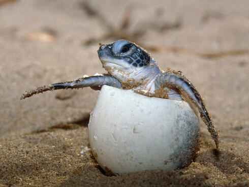 알을 깨고 나오는 새끼 바다거북. (사진 Roger Leguen - WWF)/뉴스펭귄