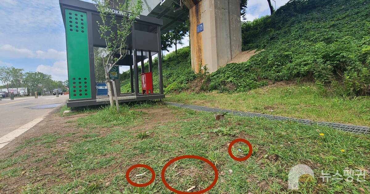 꽁초 수거함이 설비된 흡연부스로부터 불과 5m내에 꽁초가 버려져 있었다. (사진 남예진 기자)/뉴스펭귄