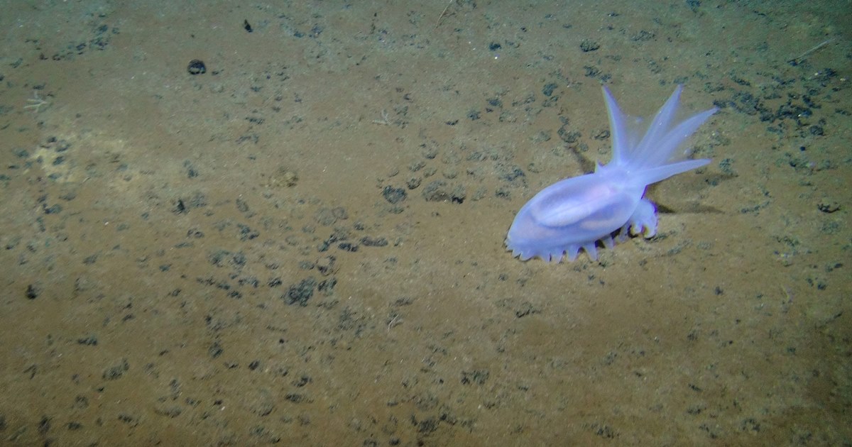 클라리온-클리퍼톤 해역에서 발견된 해삼. (사진 미국해양대기청(NOAA) 해양 탐사)/뉴스펭귄