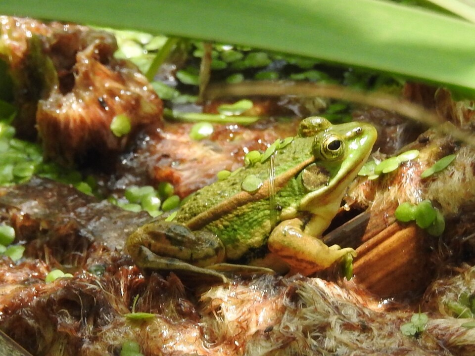 확대한 금개구리 사진. (사진 김상섭 한국조류보호협회 아산지회장)/뉴스펭귄