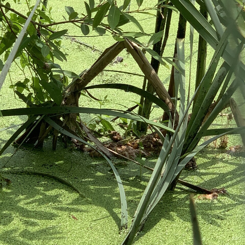 보호색이 강해 눈에 잘 띄지 않는 멸종위기종 2급 금개구리. 가운데를 자세히 보면 초록색 금개구리가 있다. (사진 이수연 기자)/뉴스펭귄