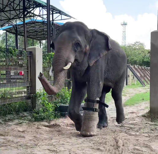 덫에 다리 잃은 코끼리가 의족 착용하는 법 영상