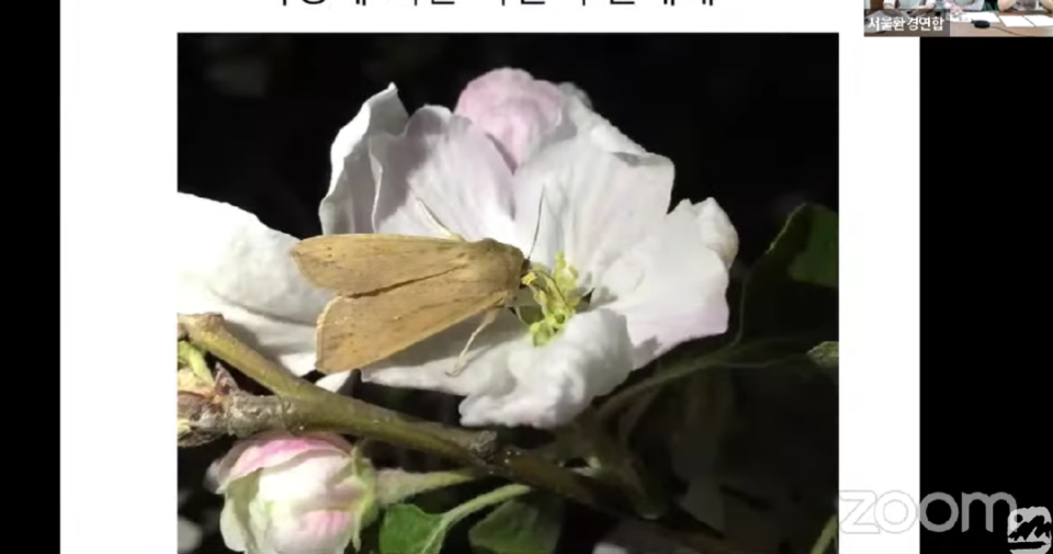 야간에 수분을 하고 있는 나방. (사진 서울환경연합 유튜브 채널 영상 캡처)/뉴스펭귄