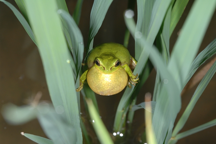 수원청개구리. (사진 국립생물자원관)/뉴스펭귄