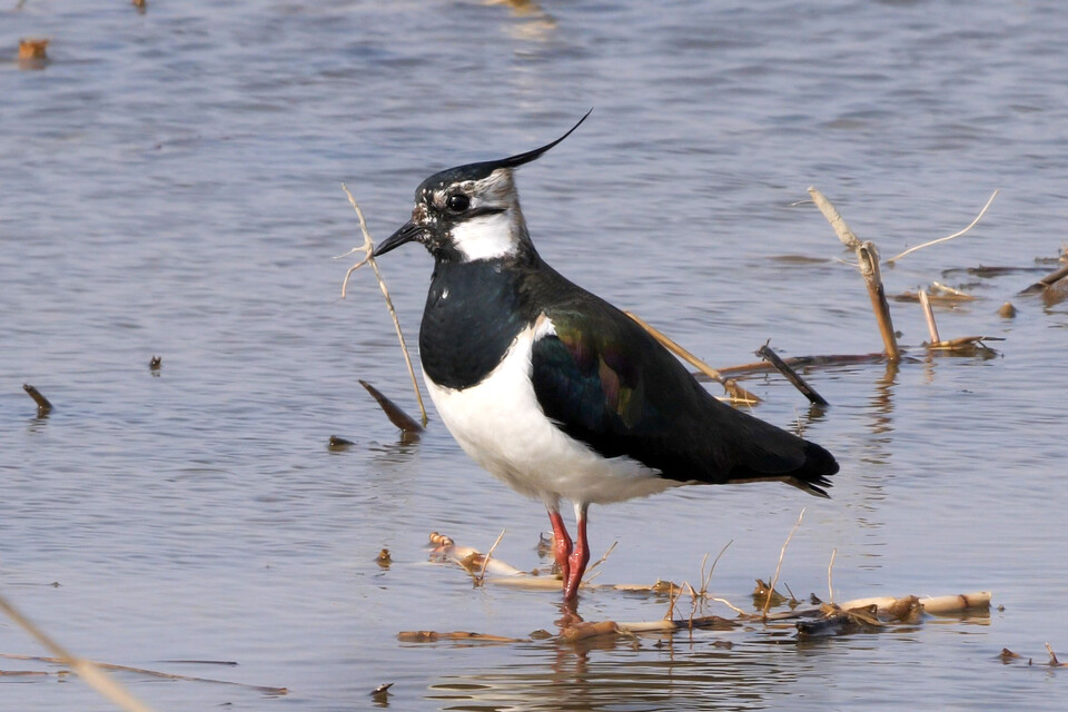 댕기물떼새. (사진 국립생물자원관)/뉴스펭귄