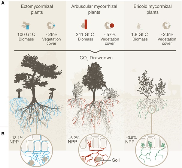 왼쪽부터 균근버섯, 수지상균근, 에리코이드균근이 식물과 상호작용하는 모습을 도식화한 것. 저장된 탄소 일부는 토양 미생물과 곰팡이들이 호흡하는 과정에서 다시 대기 중으로 방출되기도 한다. (사진 Mycorrhizal mycelium as a global carbon pool 논문)/뉴스펭귄