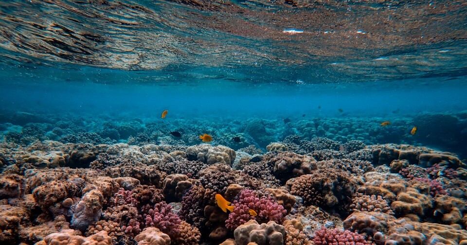 바닷속 산호초. (사진 unsplash)/뉴스펭귄