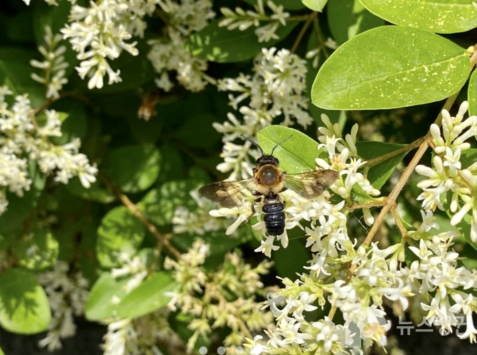 왕가위벌. (사진 서울교육대학교 과학교육과 신동훈 교수)/뉴스펭귄