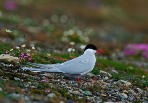 (사진 IUCN)/뉴스펭귄