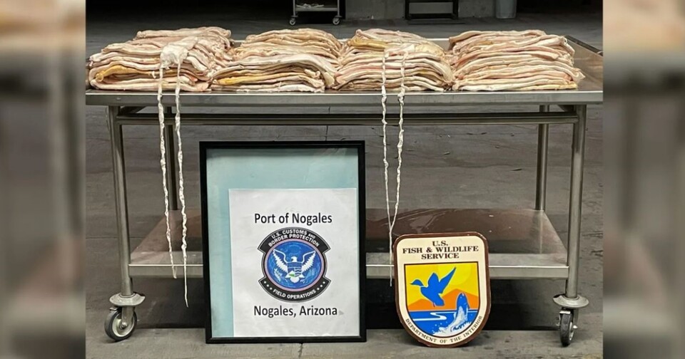 CBP가 압수한 토토아바 부레 242파운드. (사진 CBP)/뉴스펭귄