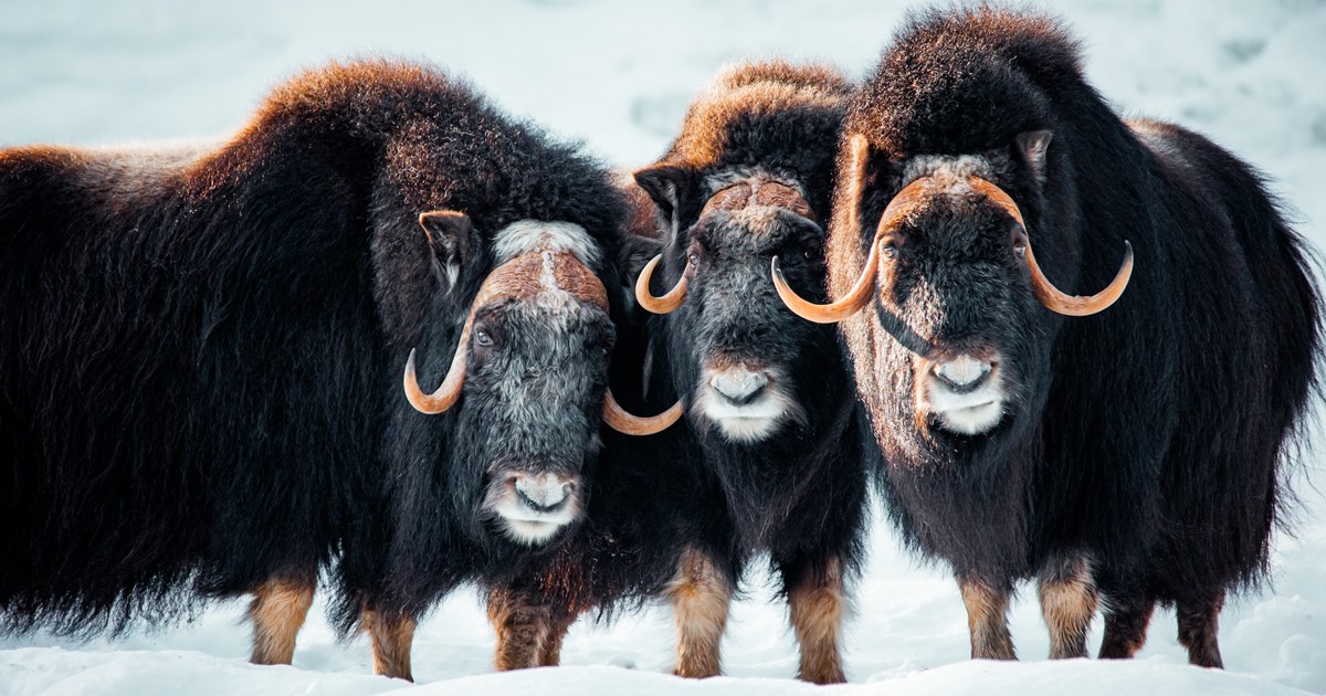 툰드라 지대에 서식하는 대형 초식동물, 사향소. (사진 unsplash)/뉴스펭귄