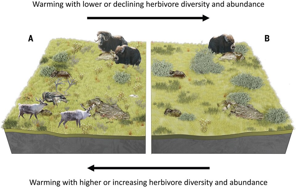 (A), (B) 모두 지구가열화의 영향에 놓여있지만, (A)는 초식동물이 다양할 때를 나타낸 것이며 (B)는 초식동물의 풍부도가 낮을 때를 상정한 것이다. (A)의 경우 초식동물들이 관목이나 이끼류 등을 섭취함으로써 생물다양성 훼손을 막을 수 있지만, (B)의 경우 관목이나 이끼류가 번성하기 적합한 탓에 툰드라 지대의 생물다양성이 훼손될 수 있다. (사진 Large herbivore diversity slows sea ice–associated decline in arctic tundra diversity 논문)/뉴스펭귄