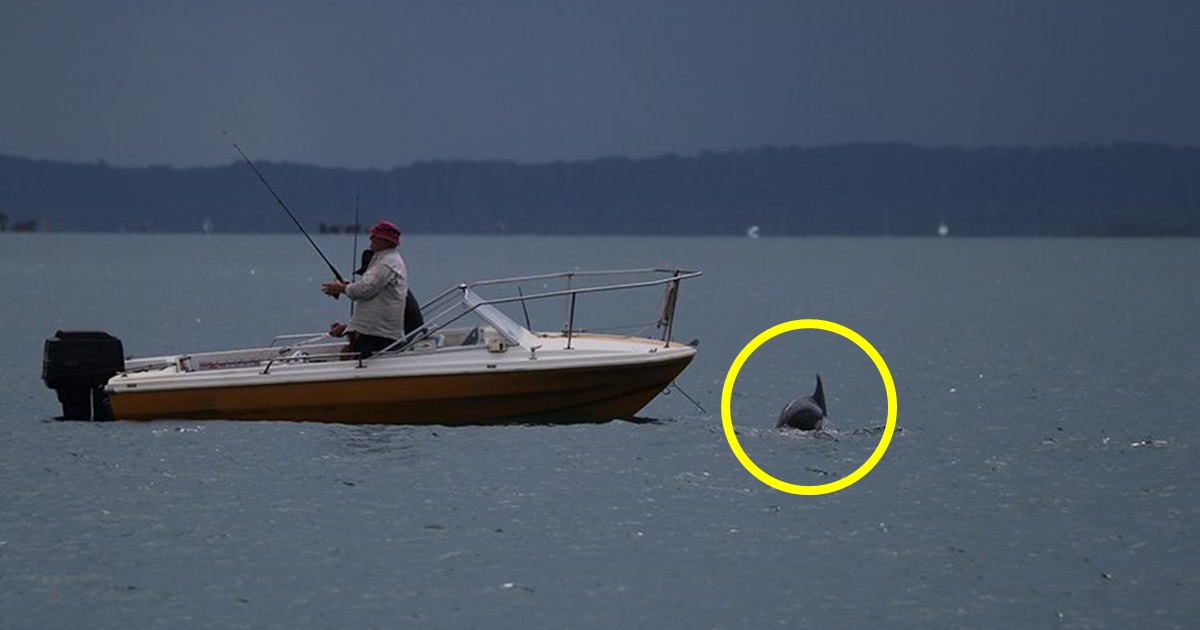 레저 낚시꾼들의 선박 주위를 맴돌며 먹이를 구걸하는 남방큰돌고래. (사진 퀸즐랜드대학교 Léonie Huijser박사)/뉴스펭귄