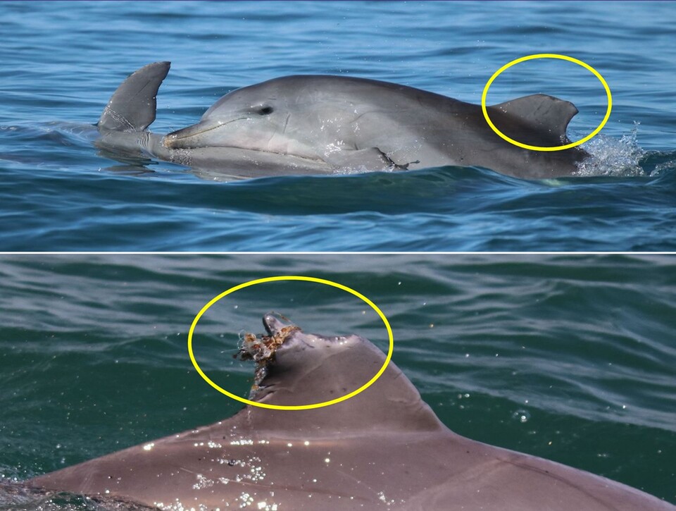 일부 남방큰돌고래들은 선박에 너무 가까이 다가간 나머지 선박 프로펠러에 의해 지느러미가 잘려나가거나, 낚싯줄이 지느러미에 얽히고 말았다. (사진 퀸즐랜드대학교 레오니 하이세르 박사)/뉴스펭귄